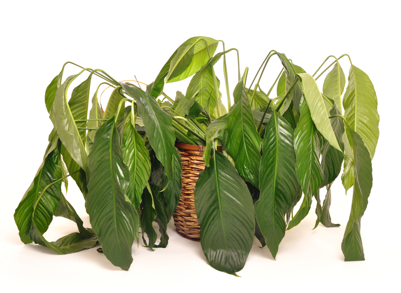 Escaping Nosy Neighbors Just Got Easier with These Tall-Potted Plant Ideas